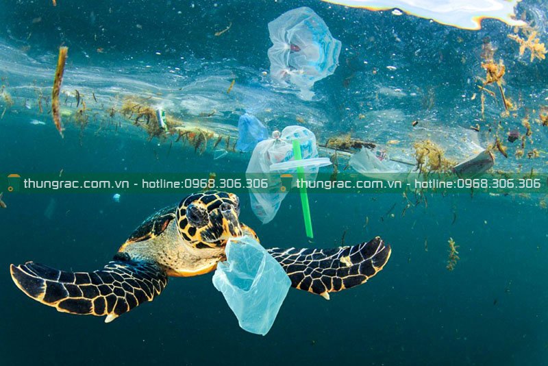 Tác động của rác thải nhựa đến đại dương và động vật biển