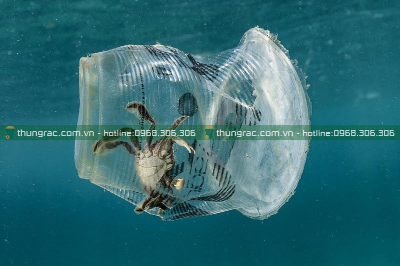 Tác động của rác thải nhựa đến đại dương và động vật biển